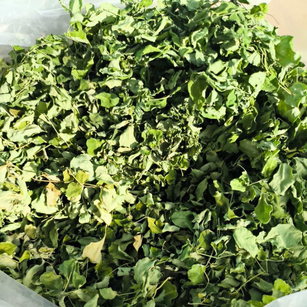 

Daun Kelor Kering Premium Dehydrator Export