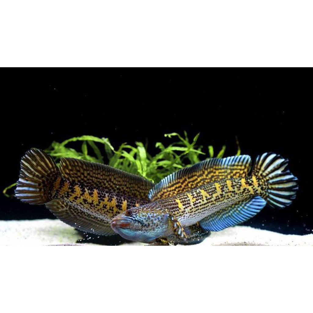 Chana Box Aurantiy Ory Bahan pair 6-9 Cm [Chana Original Air Tawar]