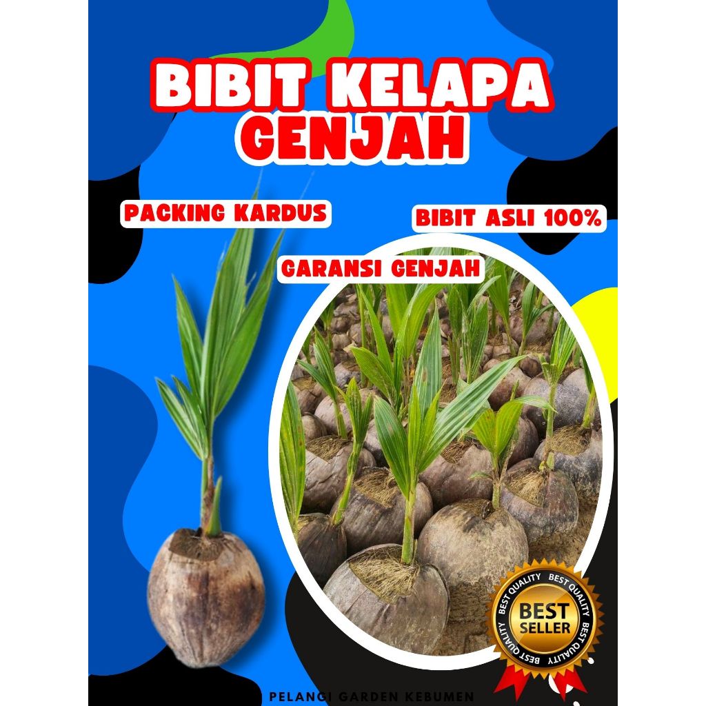 BIBIT PREMIUM.. Benih Kelapa Hijau, Benih Kelapa Hibrida Hijau Jumbo