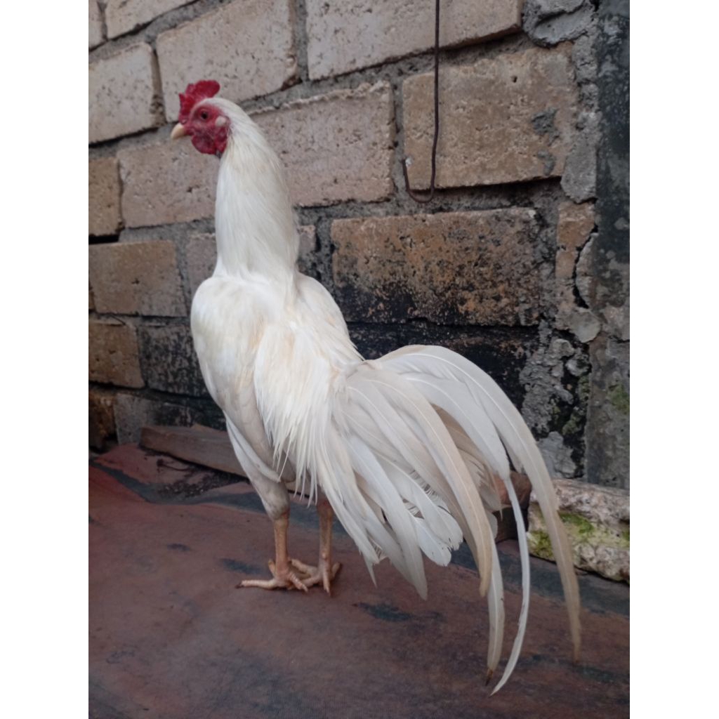 Ayam kampung putih jantan jago muda umur 7 bulan di Jakarta