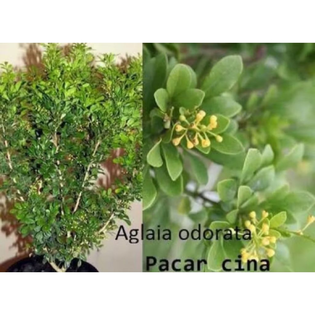 Kembang Desa - Bibit Tanaman Hias Pacar Cina