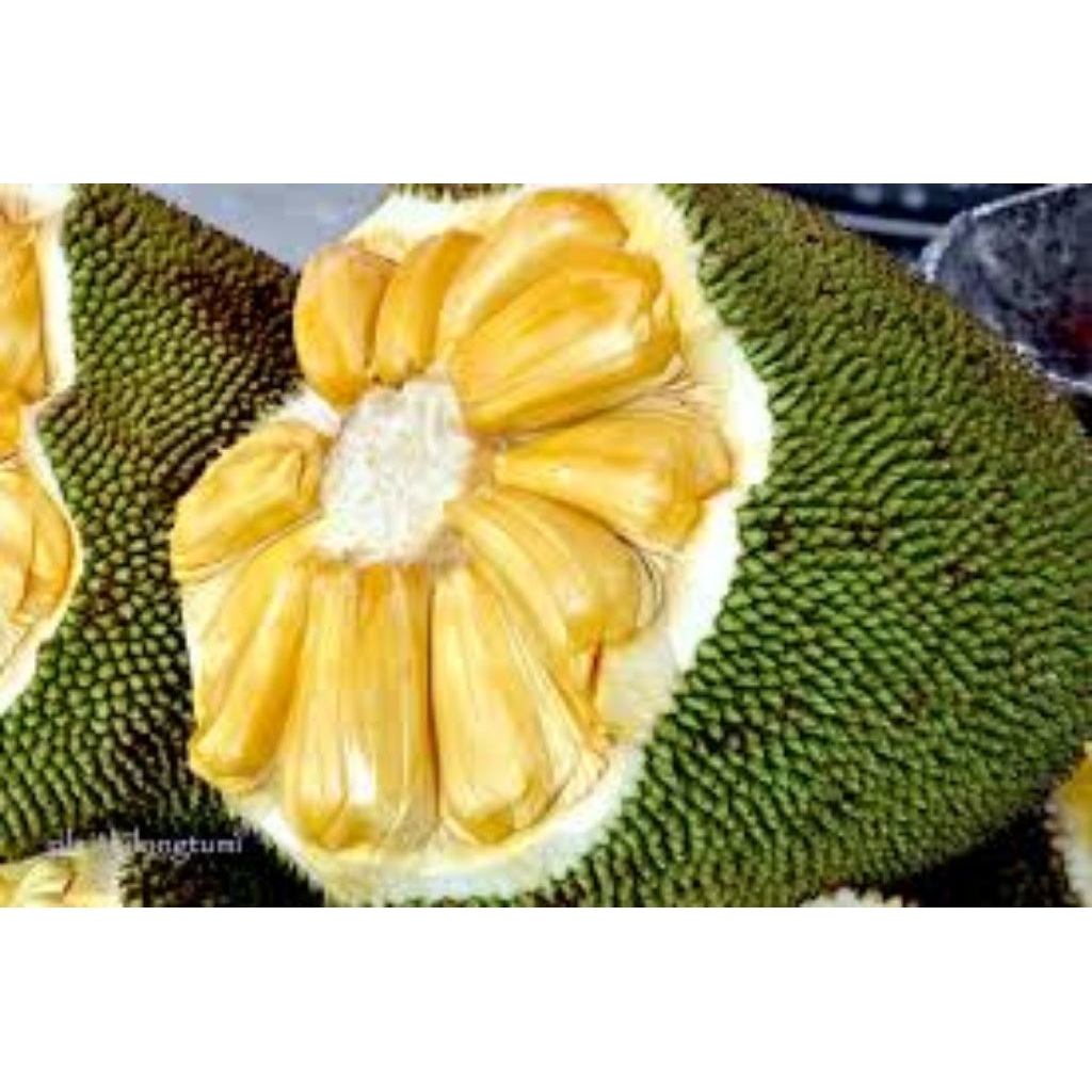 

buah nangka madu /belum kupas/ freshfruit