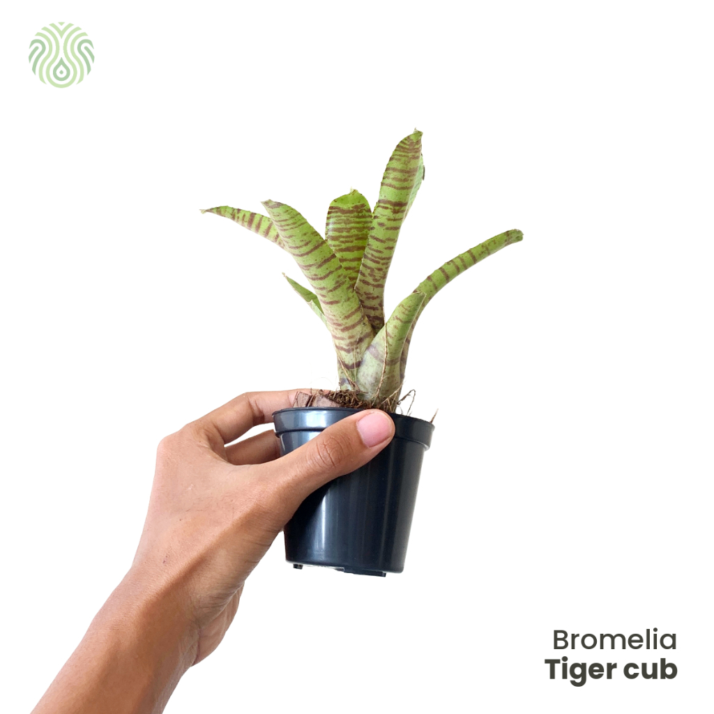 Bromelia Tiger Club / Tokek Hijau  - Tanaman Paludarium / mini