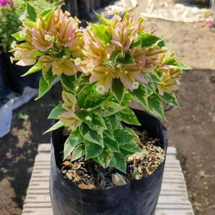 BUGENVIL SINGAPORE KUNING VARIGATA ORIAN | BUNGA BOUGENVILLE SINGAPORE KUNING VARIGATA CEPAT BERBUNG