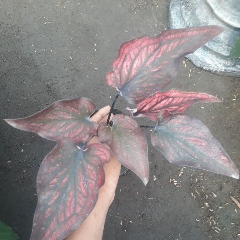 caladium red stone bunga cantik