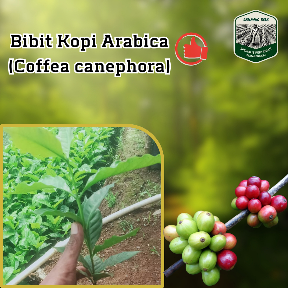 bibit Kopi Arabica 30 cm | Coffea Arabica
