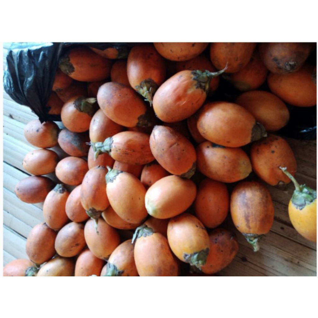 

Buah Pinang Tua 1 Kg Buah Jambe Tua Murah