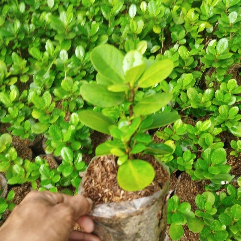 beringin dolar beringin korea bahan bonsai beringin dolar