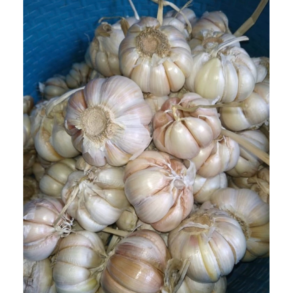 

bawang putih fresh ready siap kirim