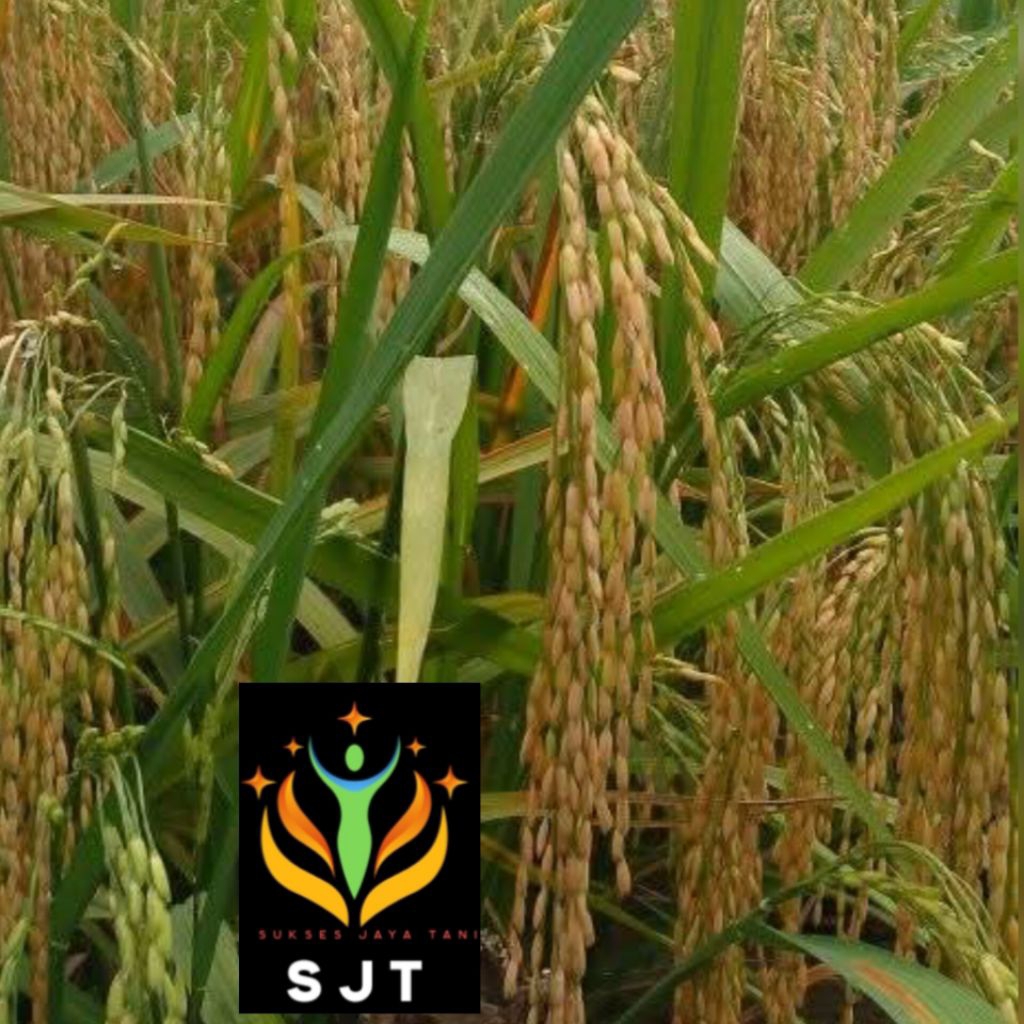 Bibit padi ciherang mutiara super 5Kg