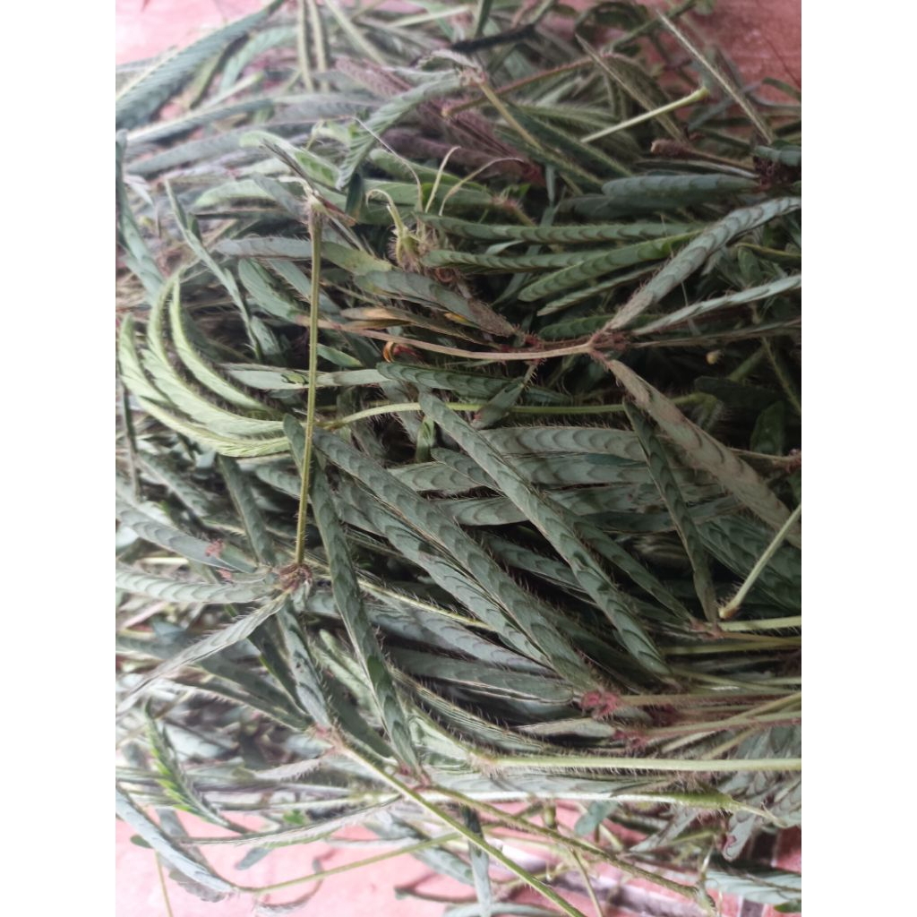 

Buah sirih hutan ptik segar per 500 gram