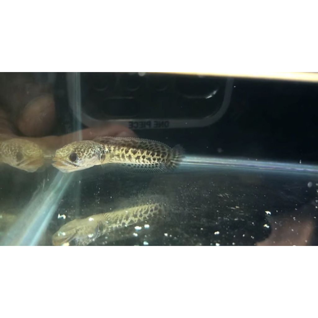 Channa auranti 10cm±