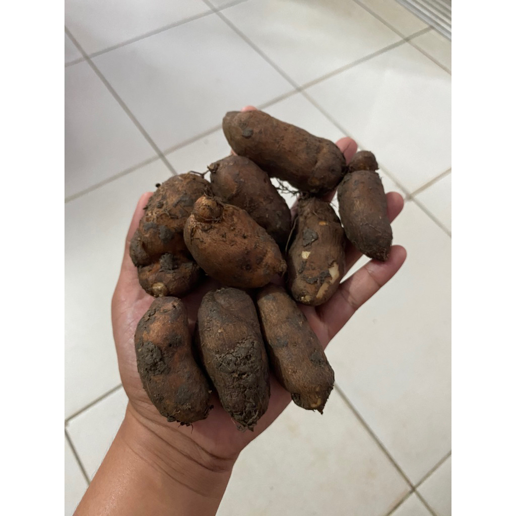 

kentang hitam besar super fresh dari petani