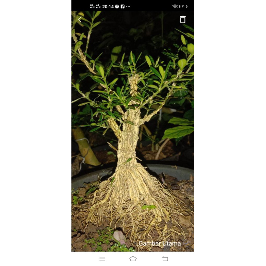 Bahan bonsai boxus mame akar muter