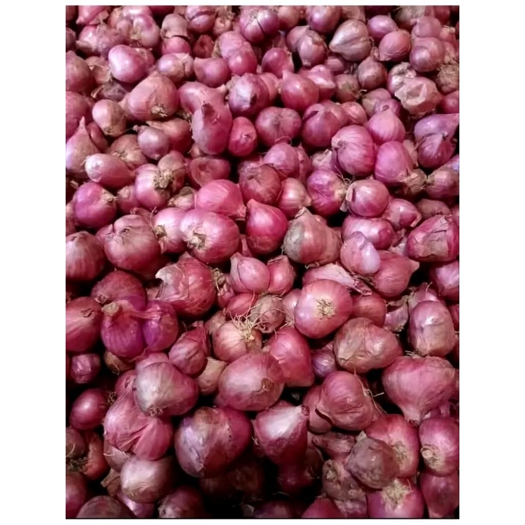 

Bawang Merah Brebes Fresh Asli Brebes Ukuran kecil - kecil