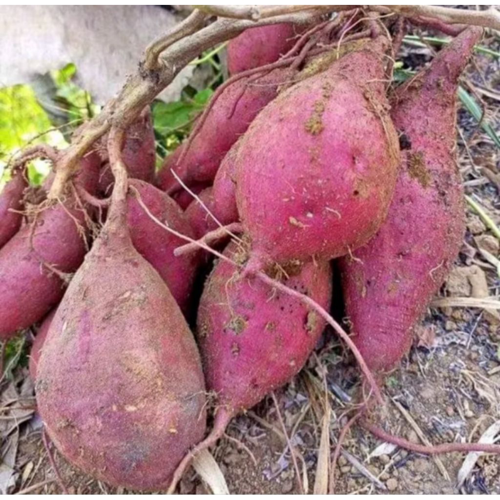 

ubi jalar / ubi rambat / bolet fresh segar lembut manis