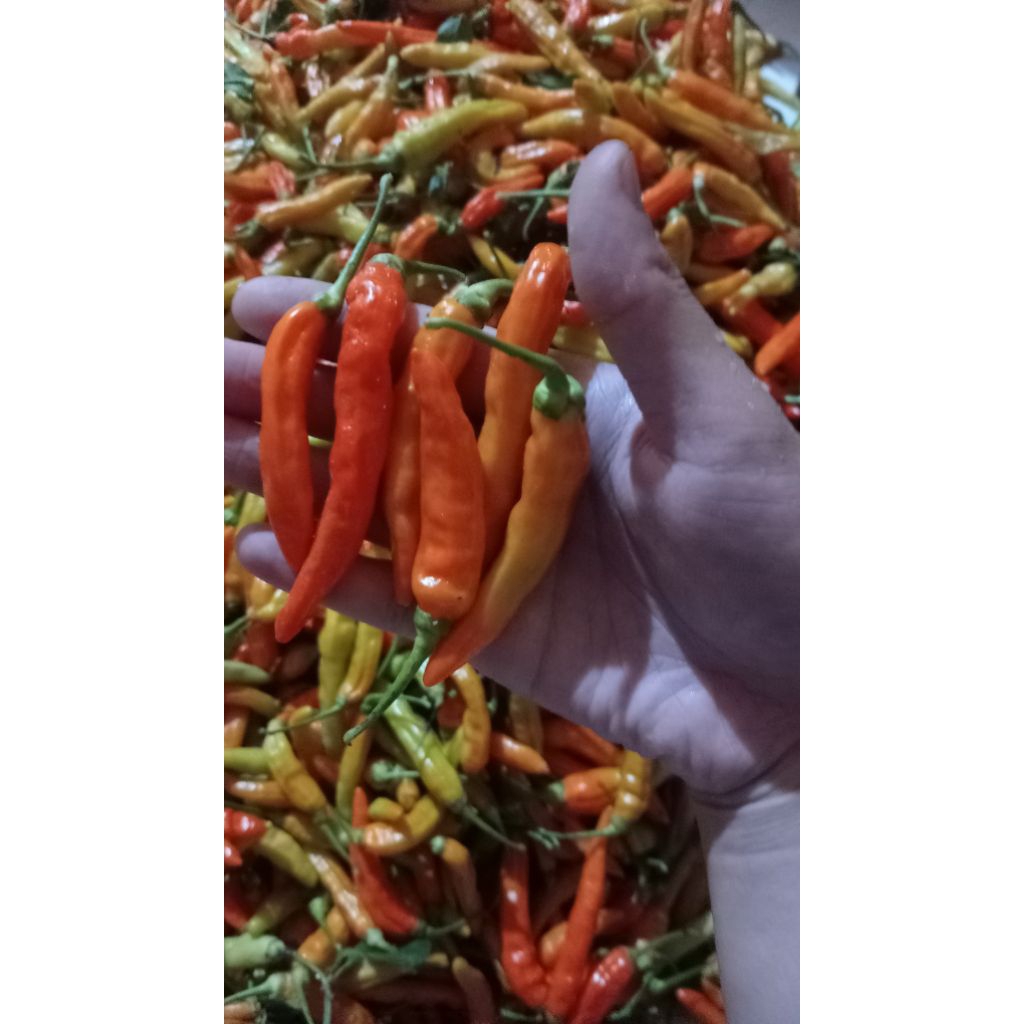 

CABE SEGAR KILOAN