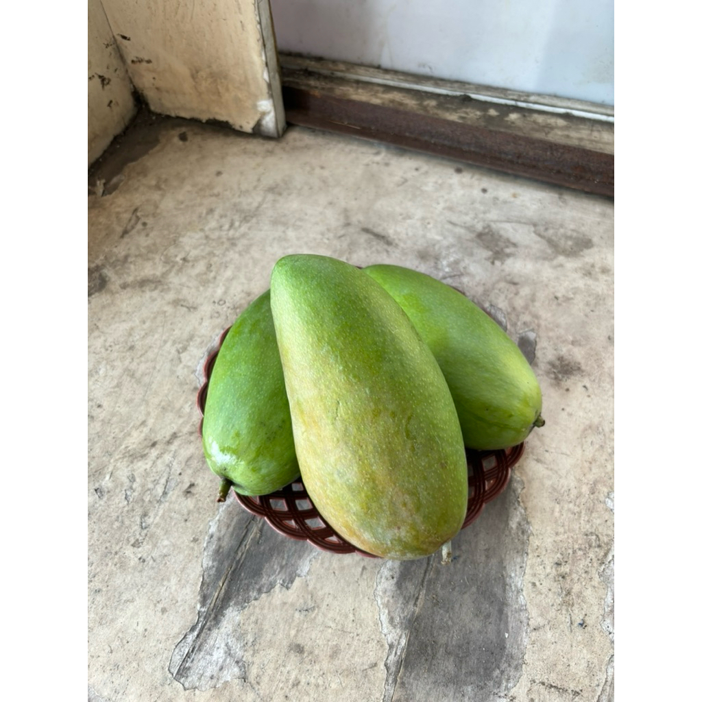 

buahfreshku - mangga kiojay 1 pcs