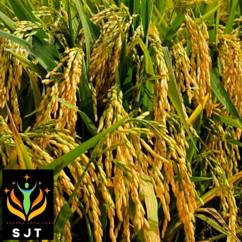 Bibit padi ciliwung kualitas unggul 5Kg