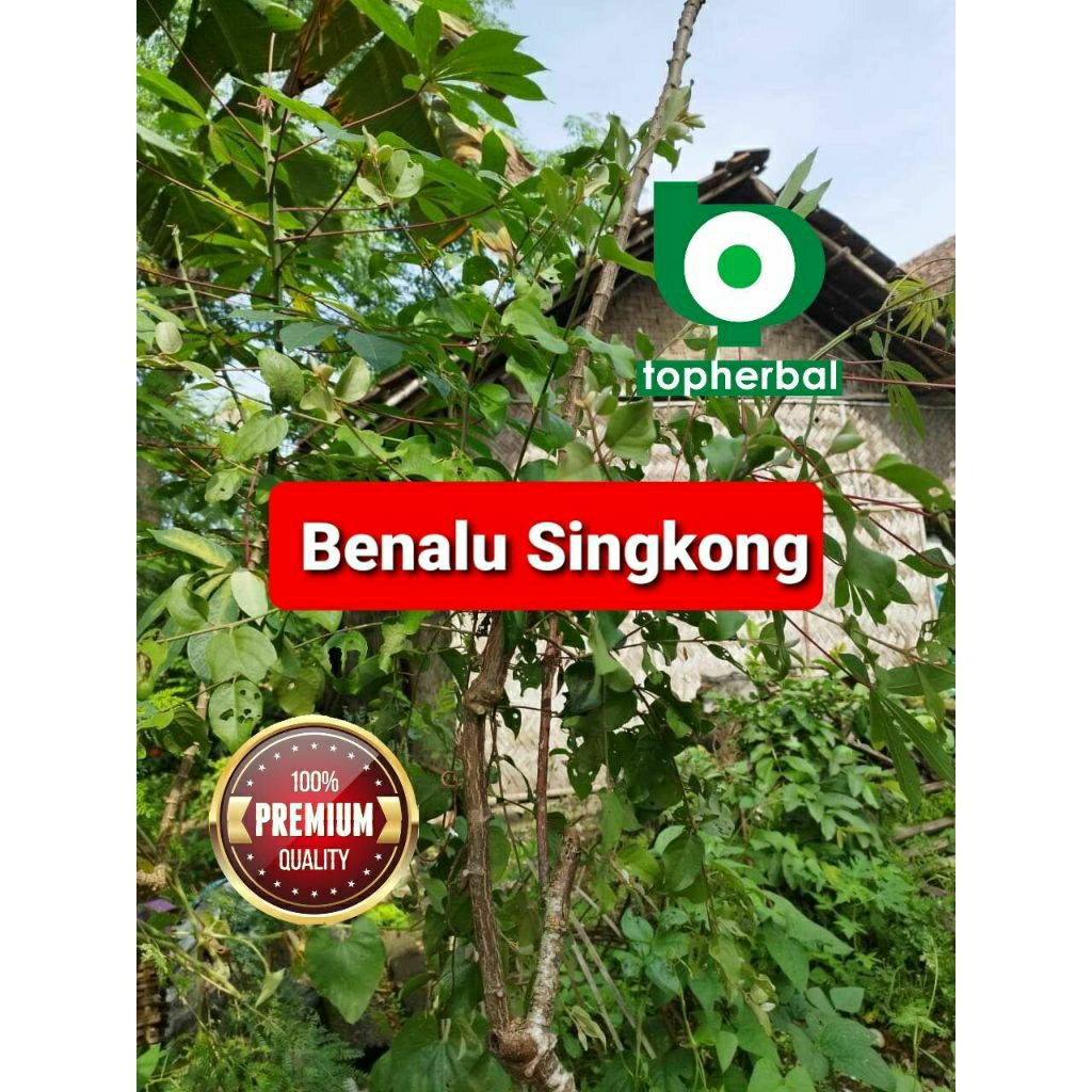 

Daun benalu singkong kering hijau grade A+ 1kg/1000gram