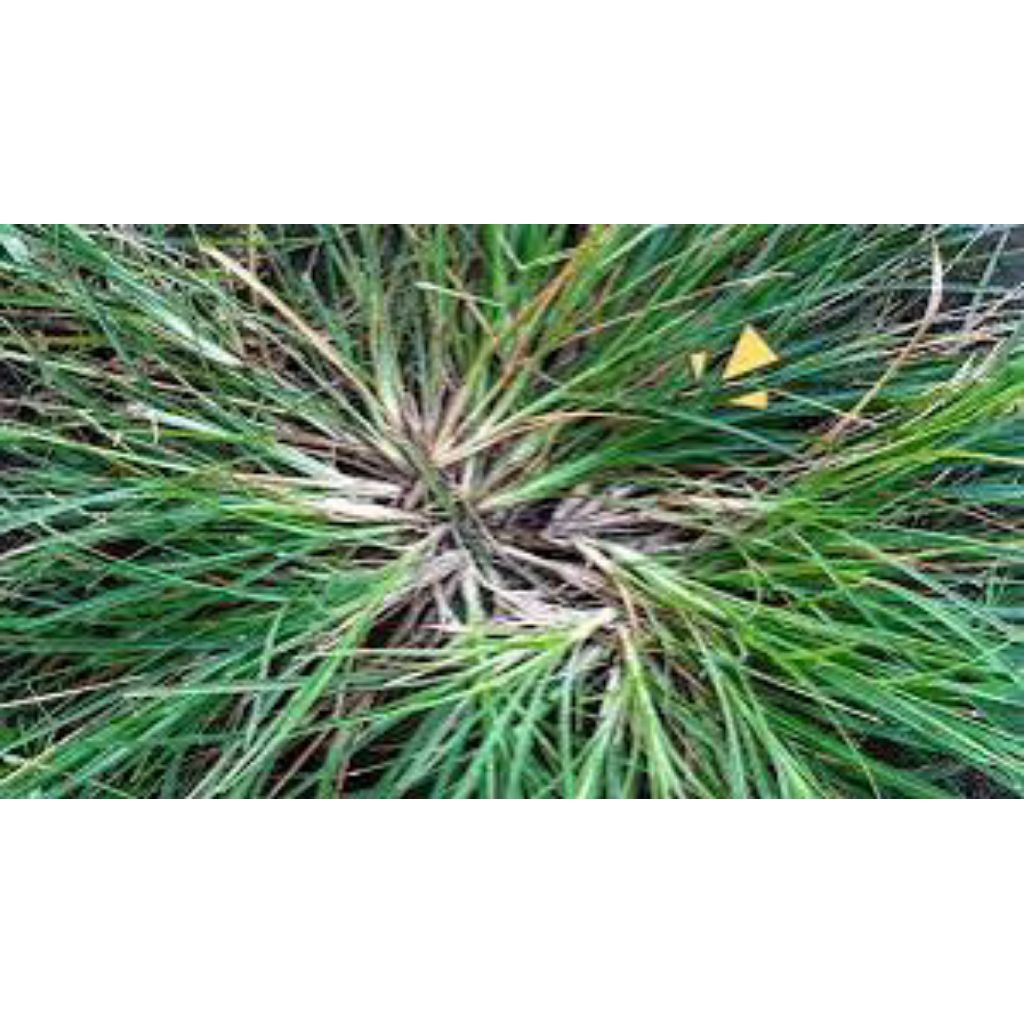

daun Jampang segar 1kg