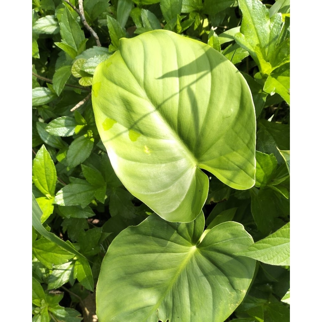 philodendron rugosum/tanaman hias araceae/ pohon memelong babi