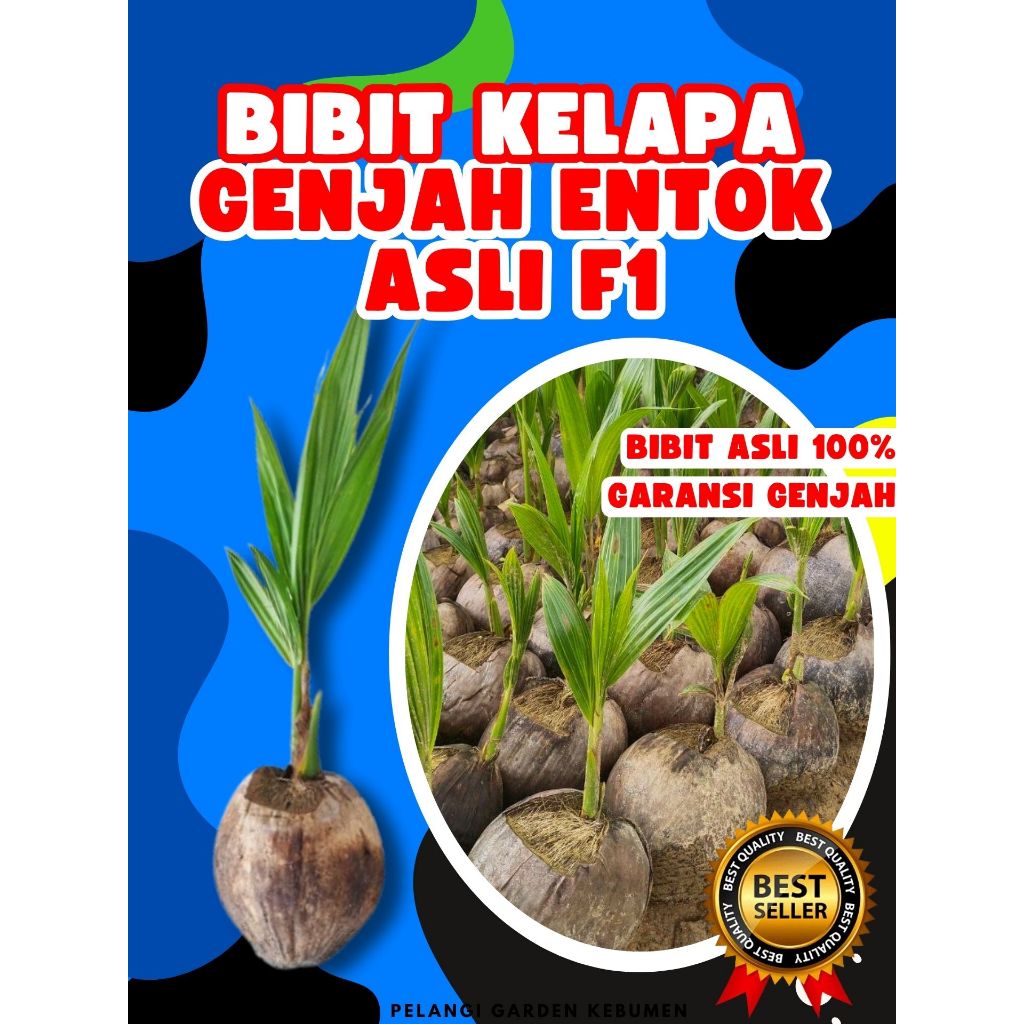 SUDAH DIKUPAS  Bibit Buah Kelapa Genjah Hibrida F1