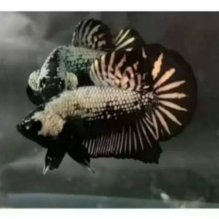 Ikan Cupang Black Samurai Murah dan Berkualitas Hiasan Akuarium