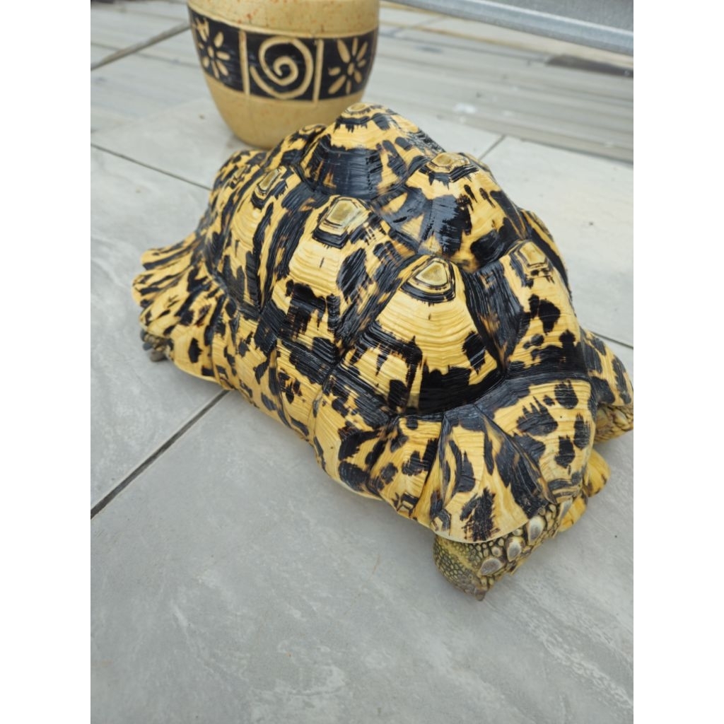 SULCATA JANTAN 32 CM HARGA NEGO SAMPE DEAL