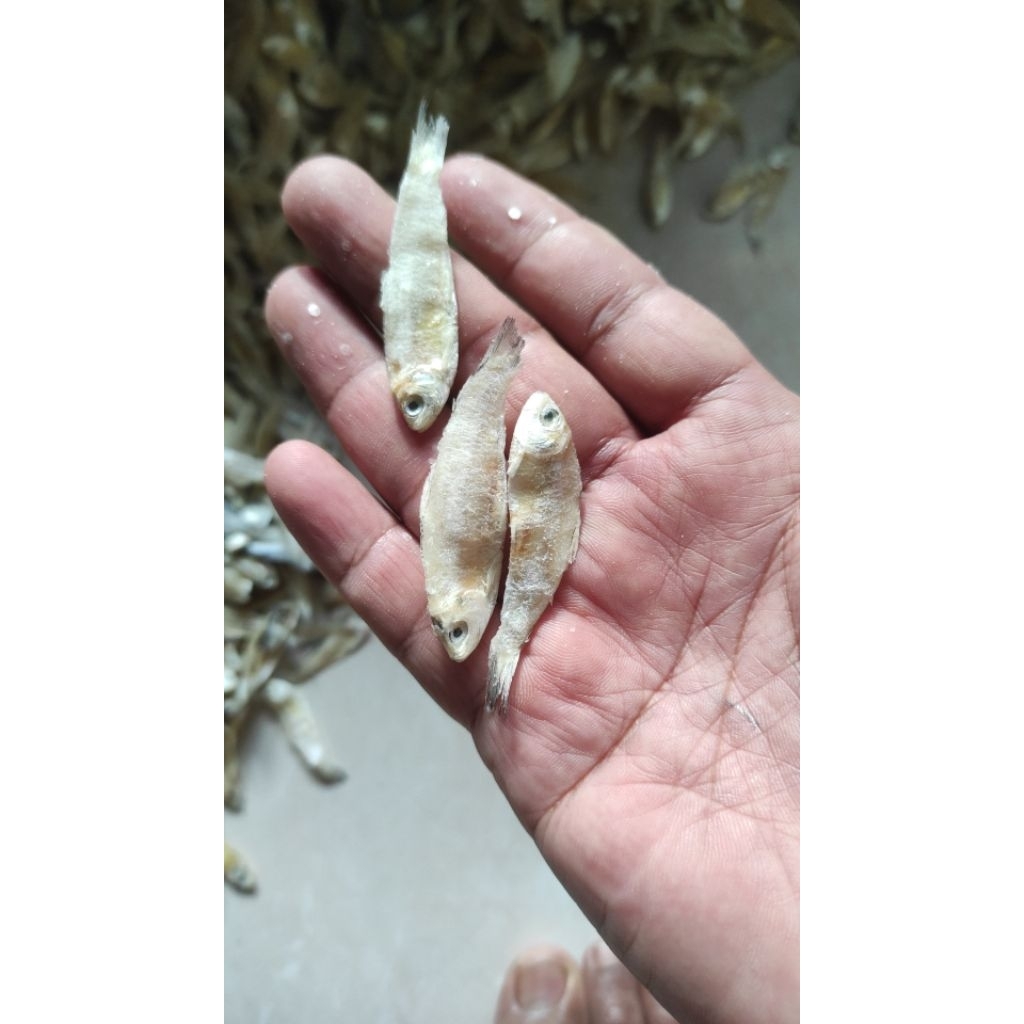

teri ceples baby cumi semua ukuran