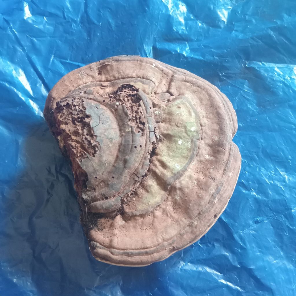 

Jamur lingzhi atau jamur kayu tua jamur hutan 500 g