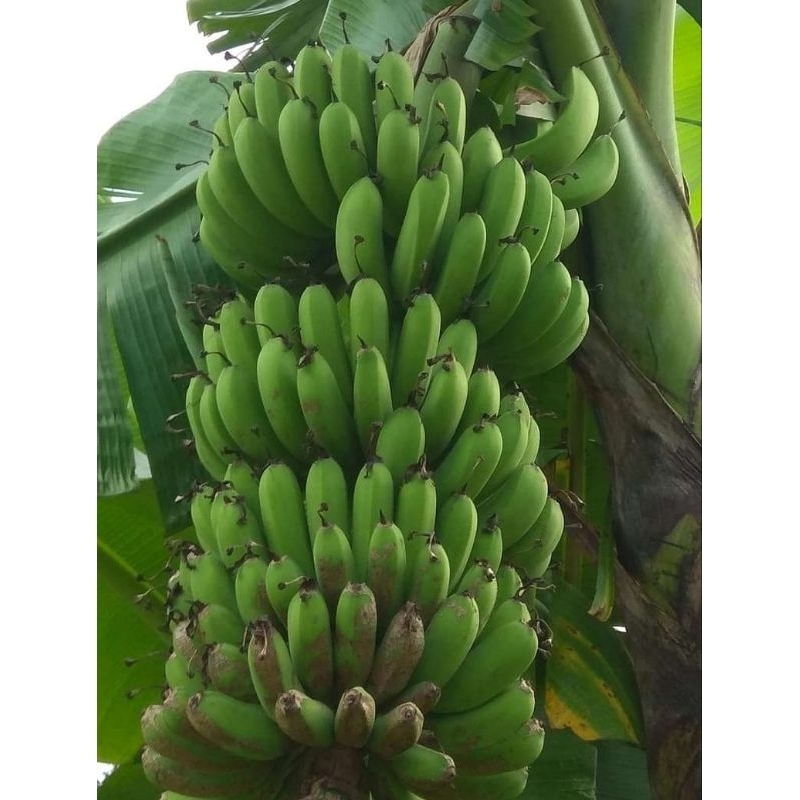 

Bibit pisang raja landung / raja medan / pisang abu / jelai / raja lumut