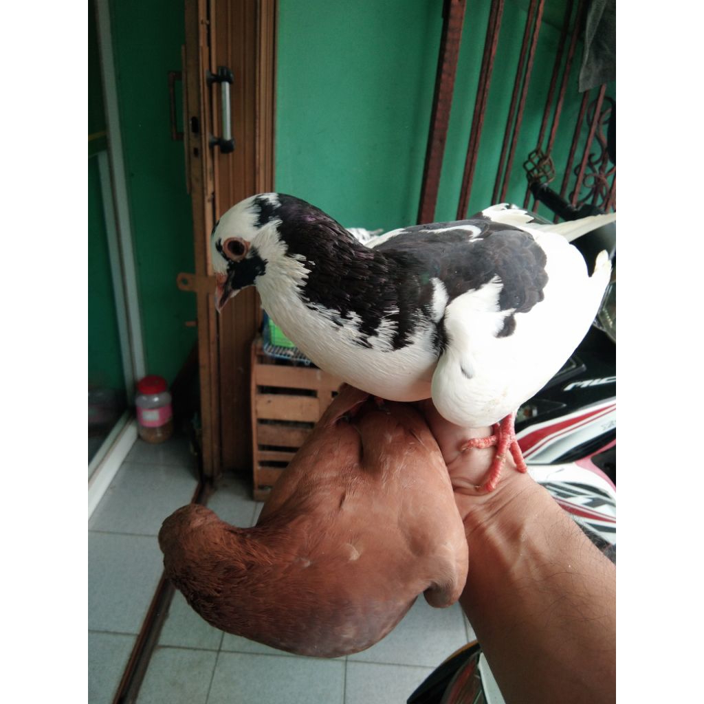 Merpati burung dara sepasang giring