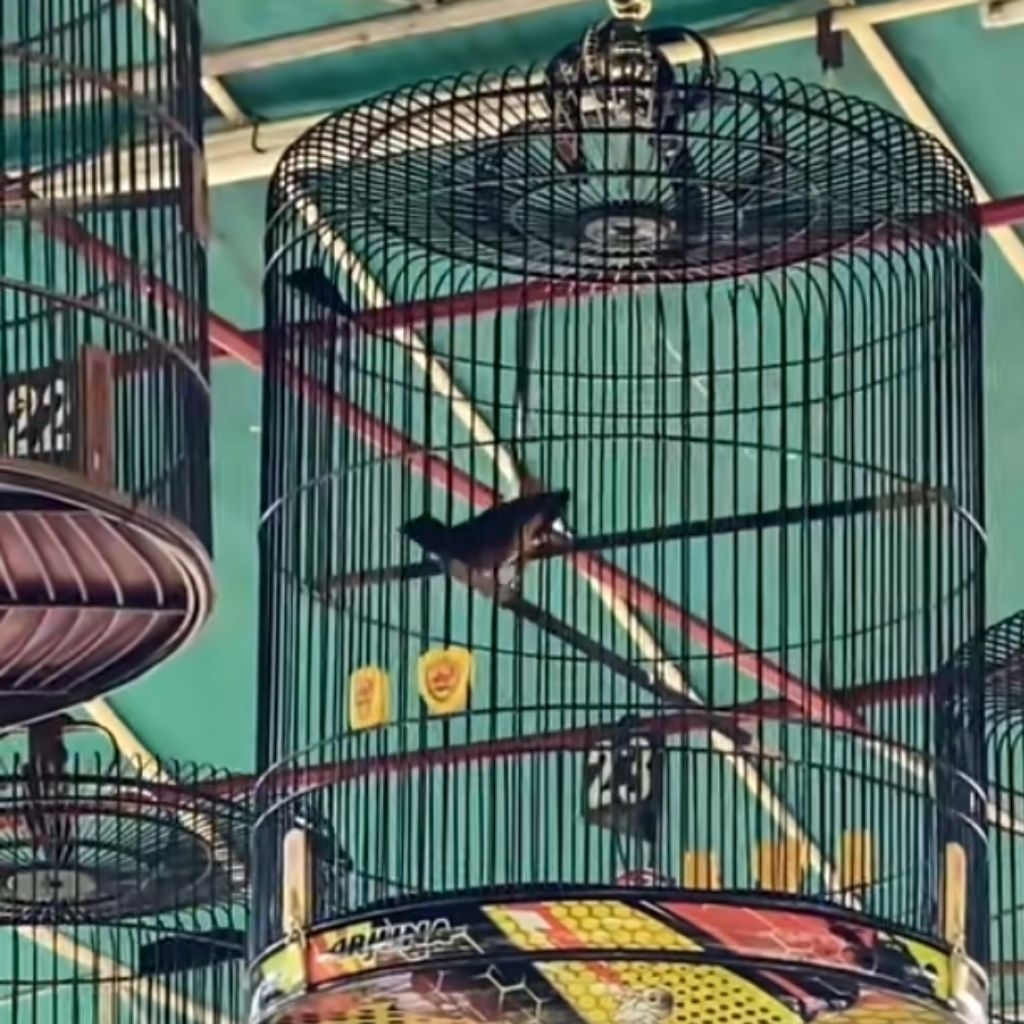 

promo telur fertil murai batu ekor panjang induk prestasi