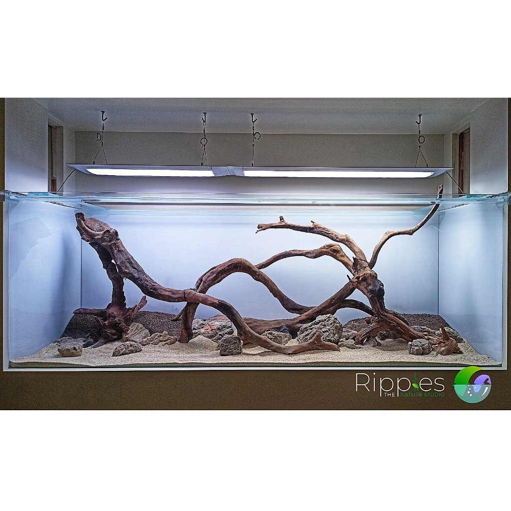 KAYU SANTIGI LAUT SUDAH TENGGELAM AQUASCAPE BERKARAKTER HARDSCAPE