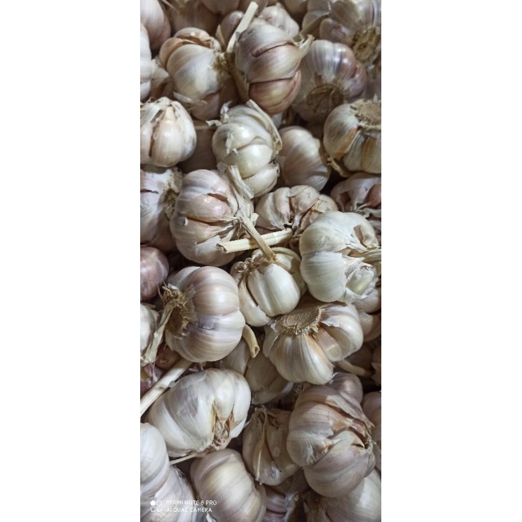 

Bawang Putih Sico / bawang putih biasa