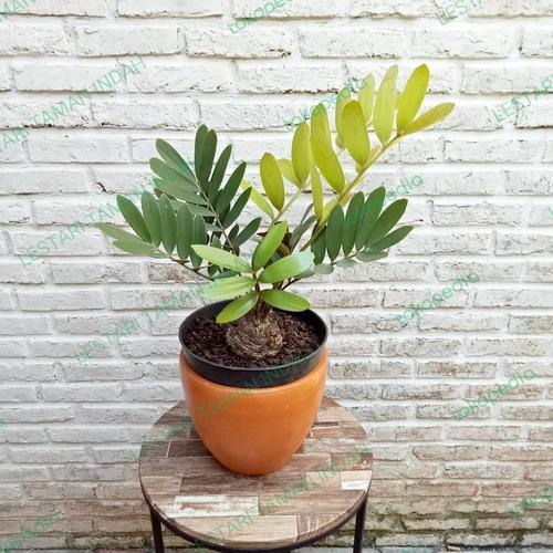 TANAMAN HIAS BAHAN BONSAI ZAMIA SIKAS