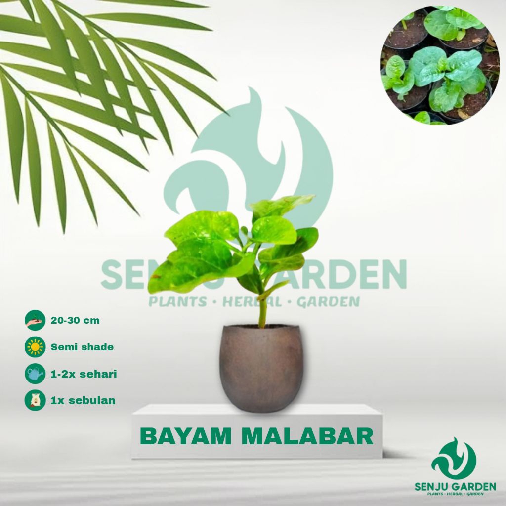 TANAMAN HERBAL BAYAM MALABAR/ bibit tanaman herbal bayam malabar