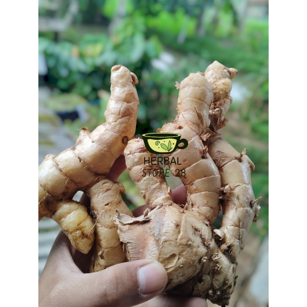 

Kunyit Putih Segar 1kg, obat tradisional, fres Herbal Store 28