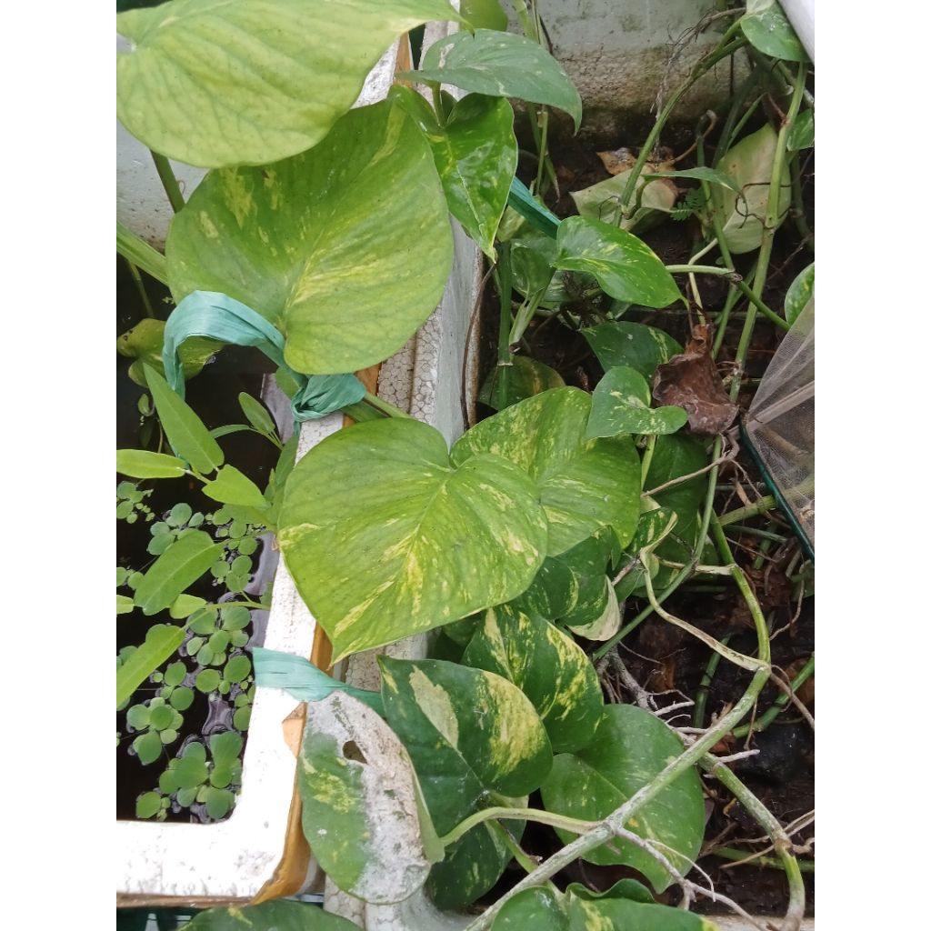 sirih gading, tanamanair panjang 1 meter