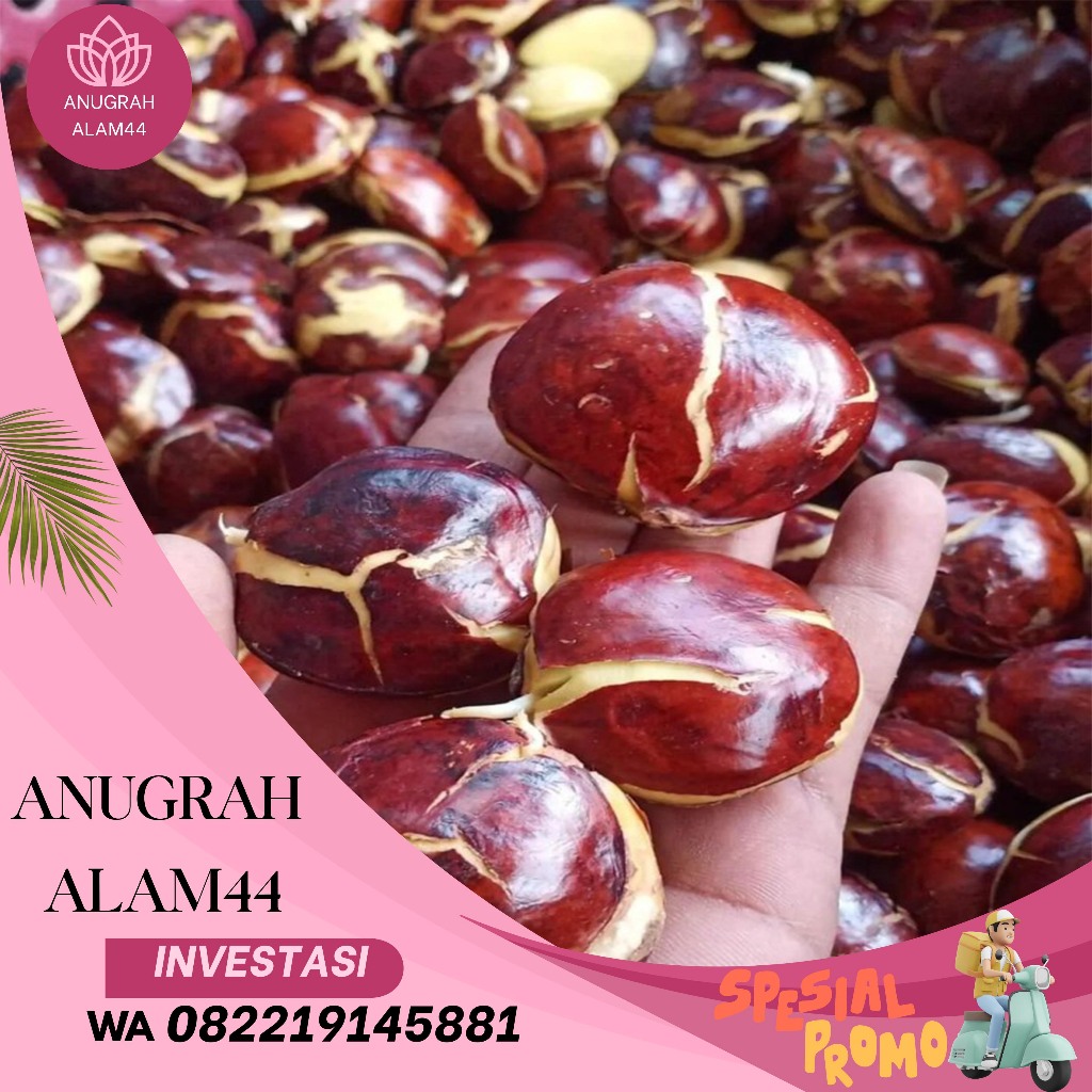 

Jengkol Super1 kg Fresh Setiap Hari
