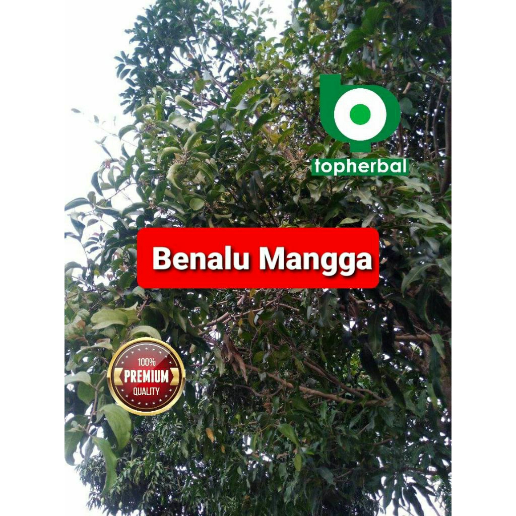 

Daun benalu mangga kering hijau grade A+ 1kg/1000gram