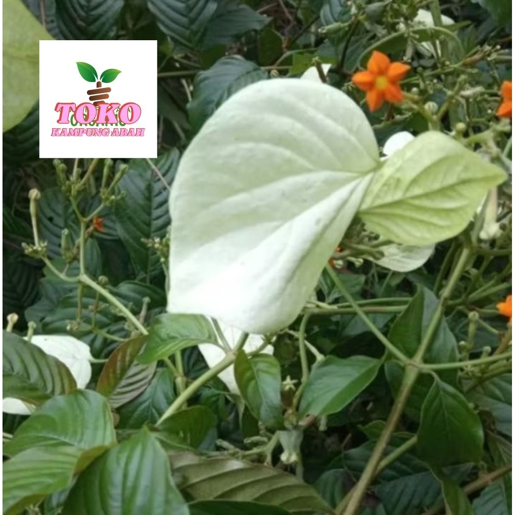 

daun kingkilaban segar 500grm