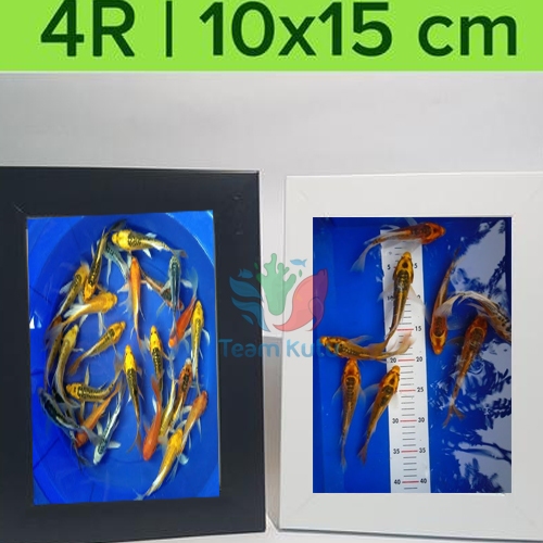 ( O ) KOI KUMPAY KOI PLATINUM SLAYER - ETALASE