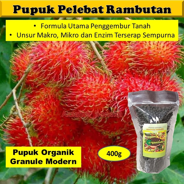 Pupuk Rambutan Cepat Berbuah / Pupuk Rambutan Booster / Pupuk Rambutan Rapiah / Pupuk Pelebat Buah R