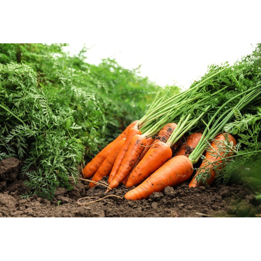 

Wortel Berastagi 250 gr