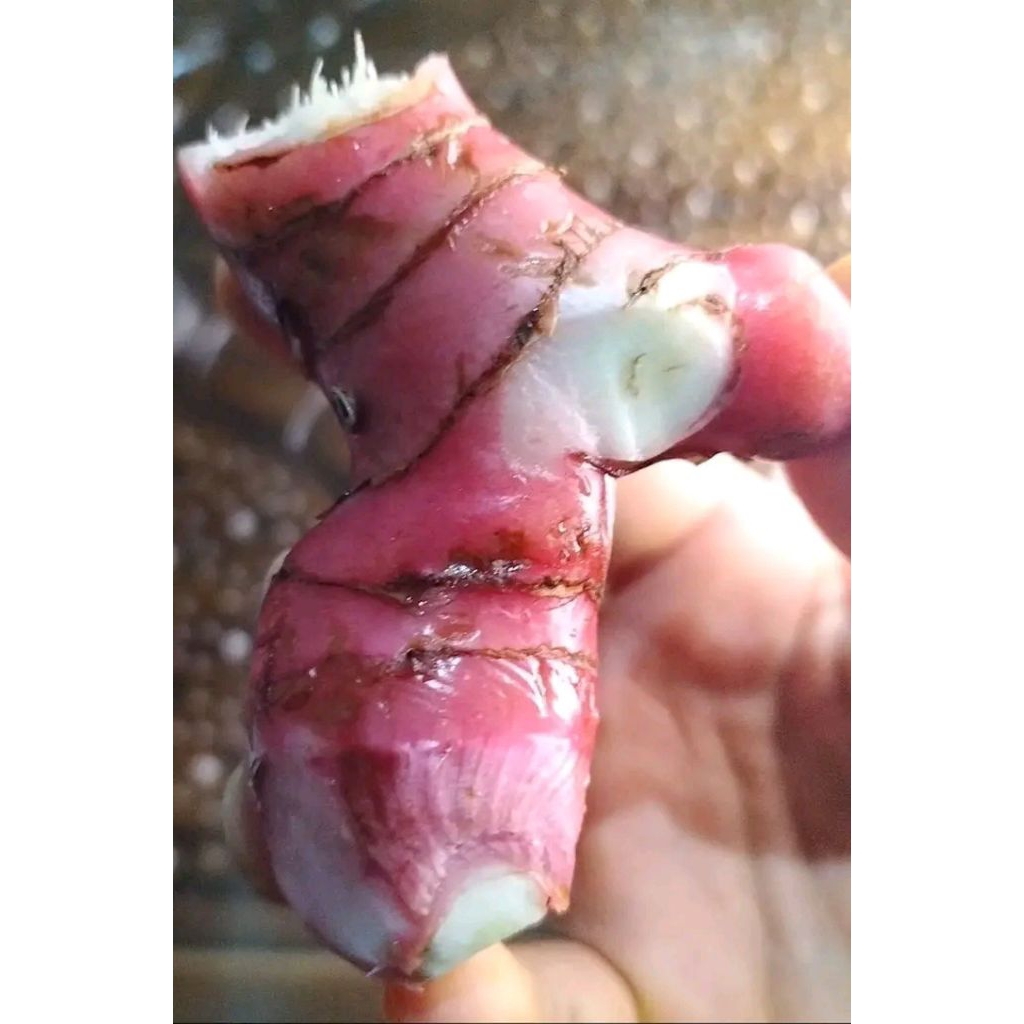 

Lengkuas / Laos segar 1 Kg