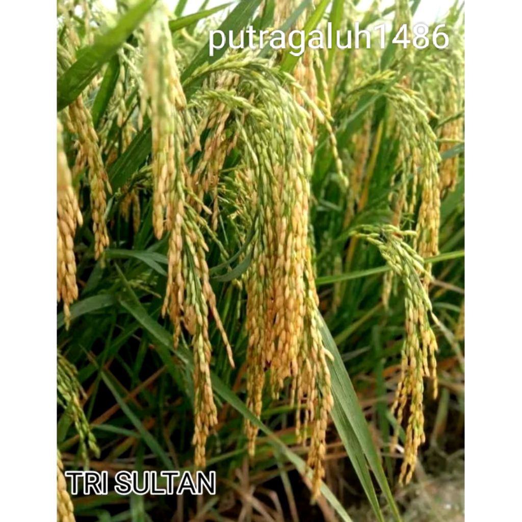 BIBIT BENIH PADI TRISULTAN