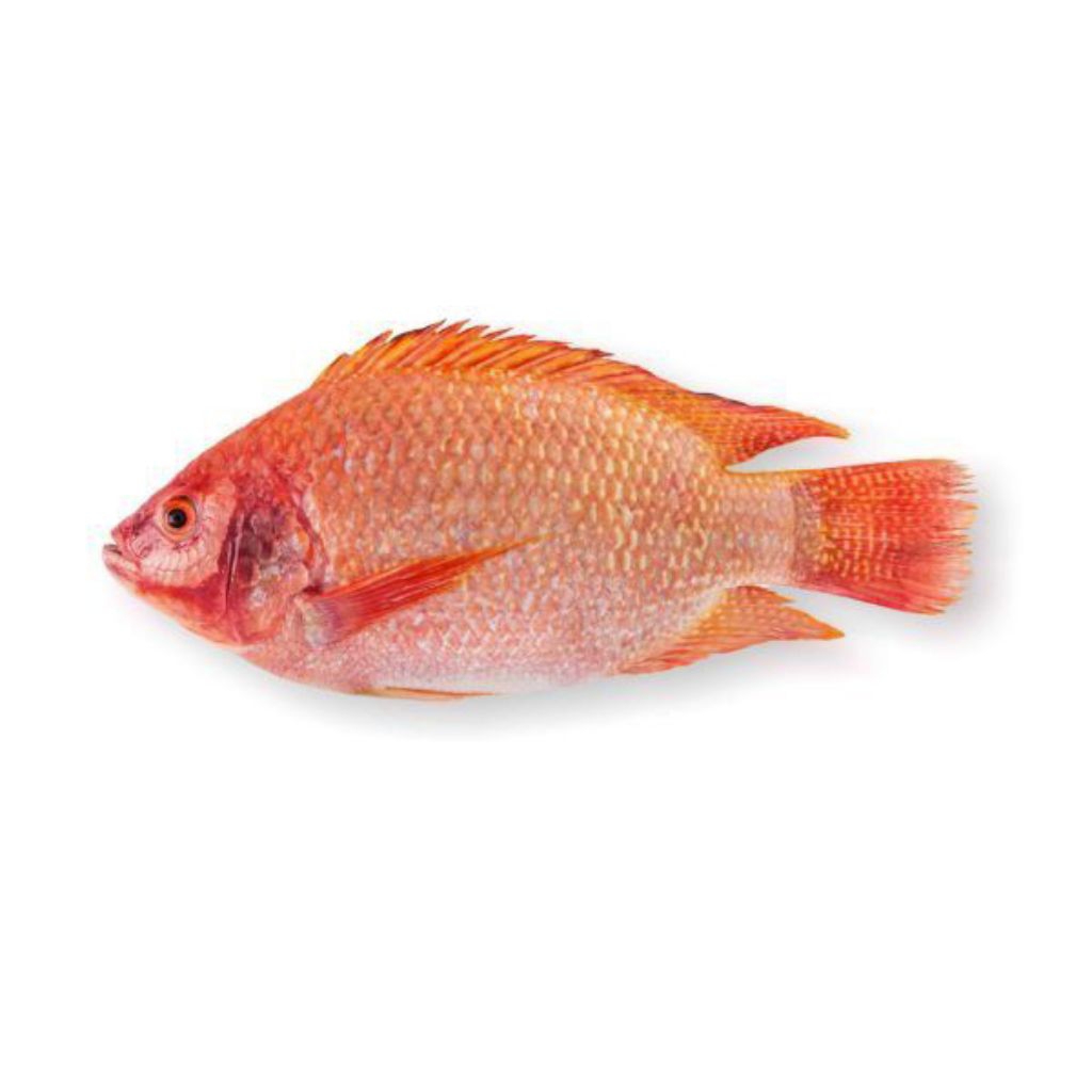 

Ikan Kakap / Nila Merah 1 Kg