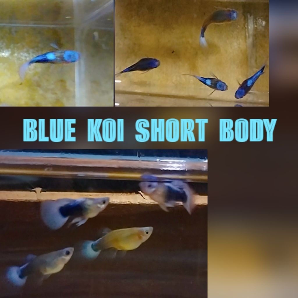 Aksesori-Kolam BlueKoi SB